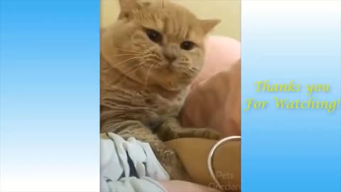Funny Animal Moments 2021/ Compilation # 1