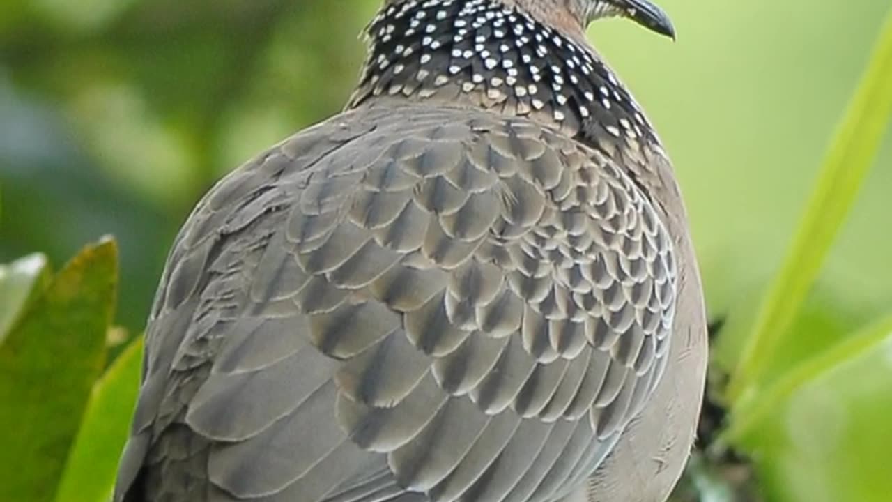 Spotted Dove #wildlifephotography #photographerindonesia #wildlifephotographer #wildlife