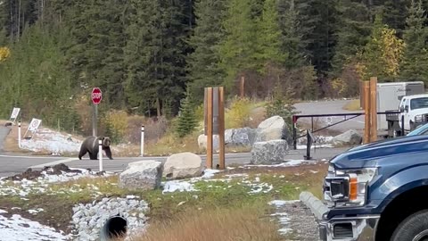 Grizzly Bear Chases Herd Of Big Horn Sheep