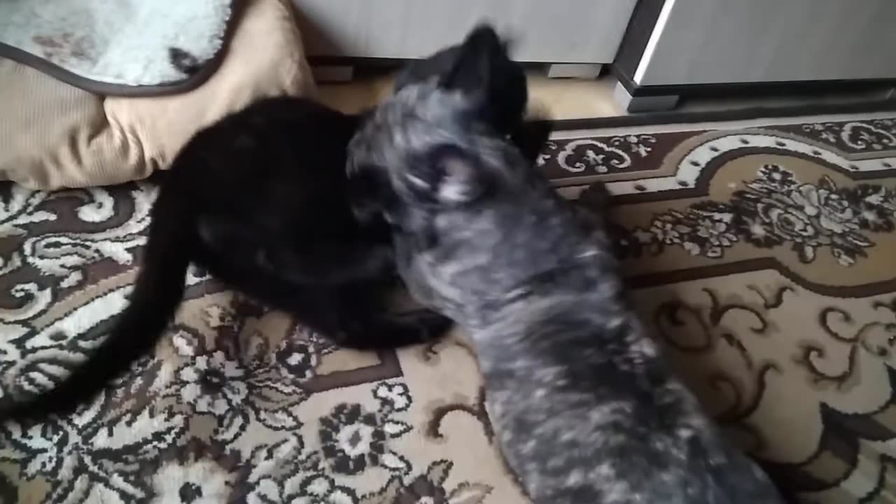 Французский бульдог Альма. Любовь зла полюбишь и кота !