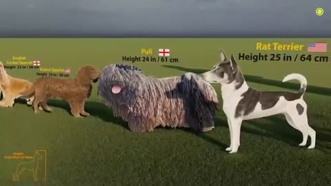 "Dog Size Comparison: From Tiny Pups to Giant Breeds"