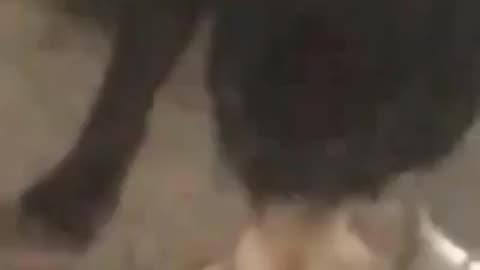 little dog big bone