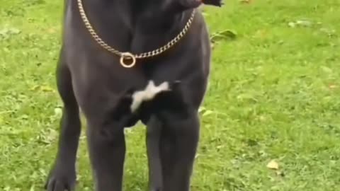 Wow Biggest Cane Corso ❤️ | Doggyzlife