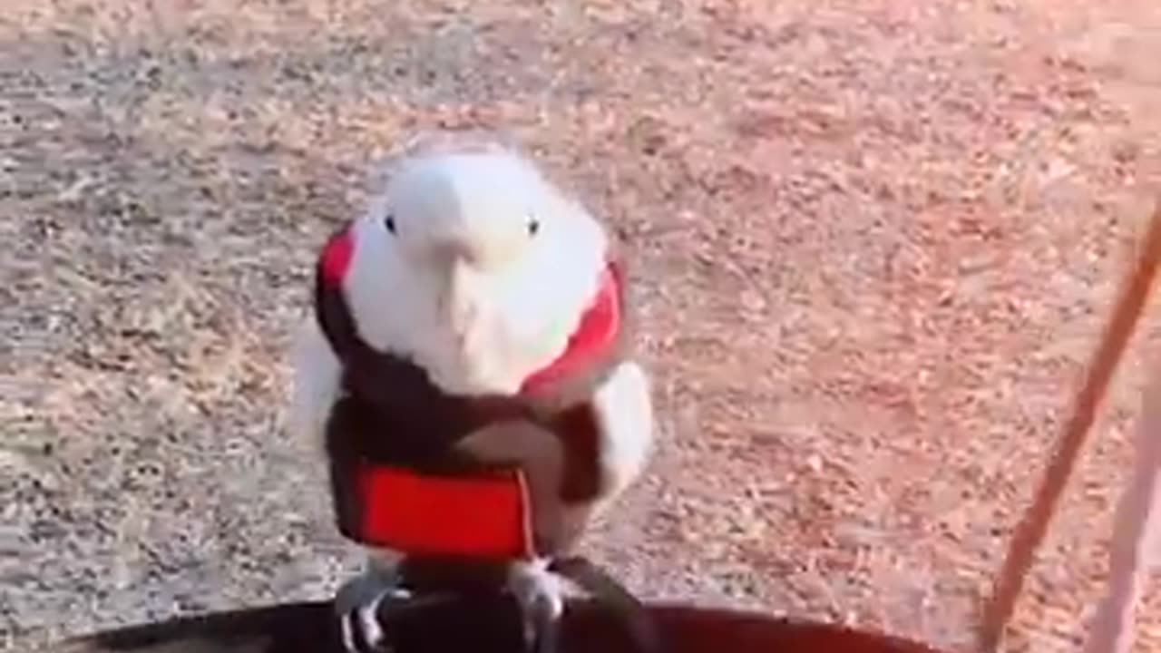 Smart and funny parrots video