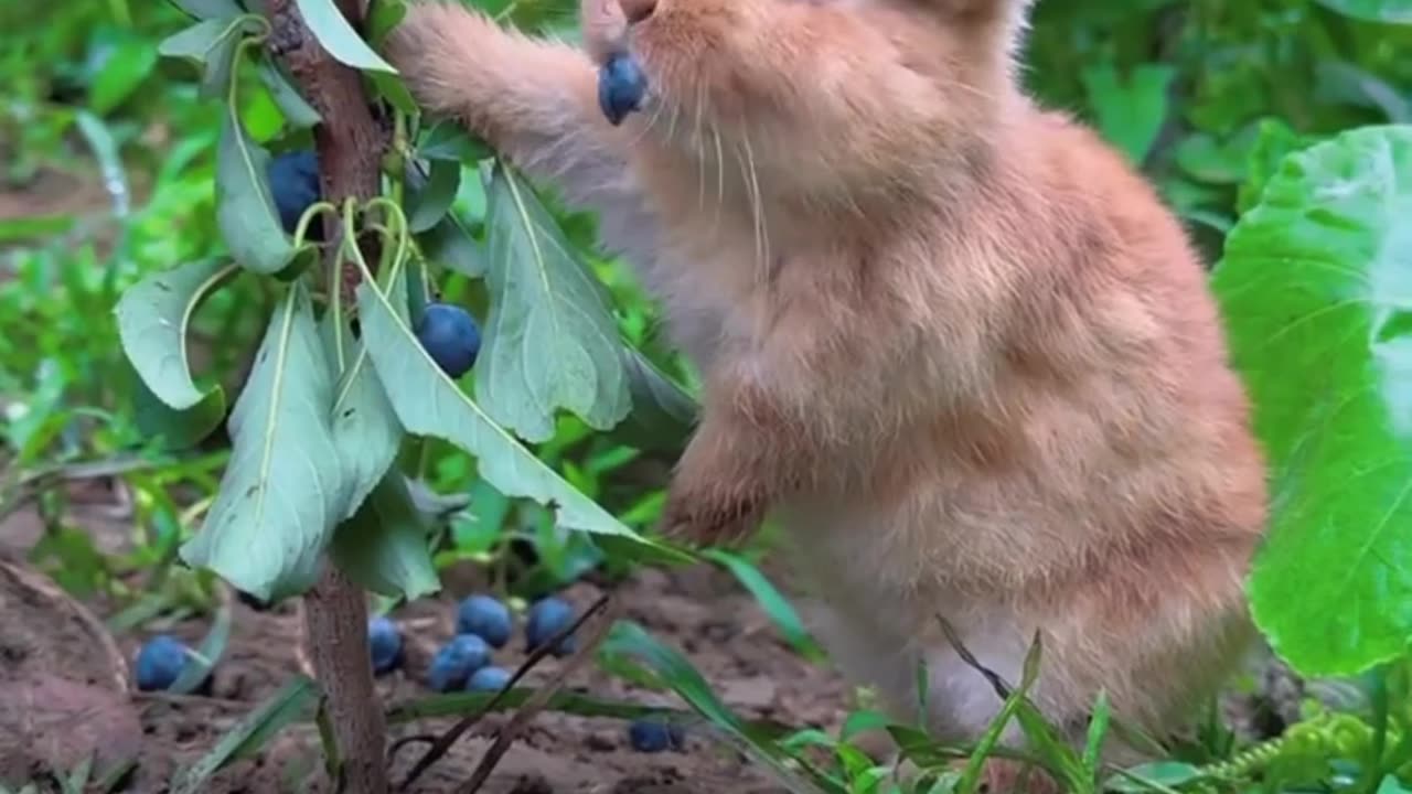 Cute bunny eating 😍😍😍