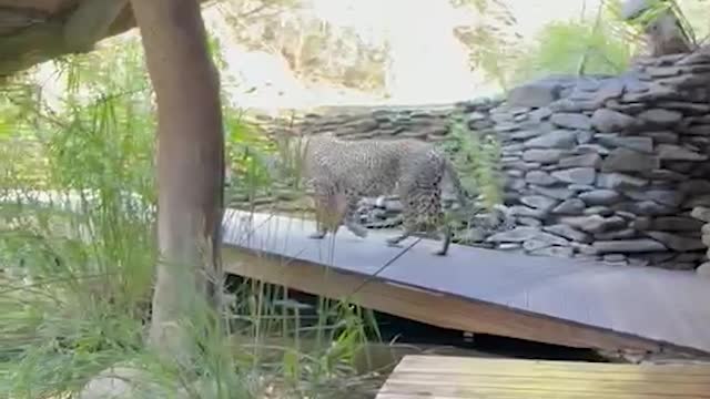 Leopard Prowls Through Lodge