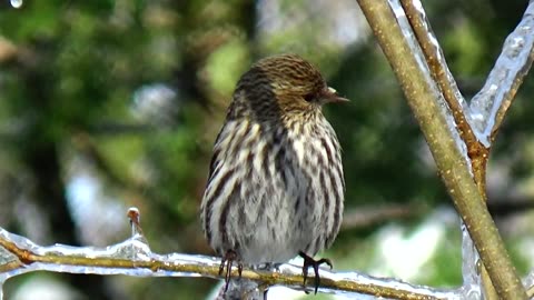 Pine Siskin