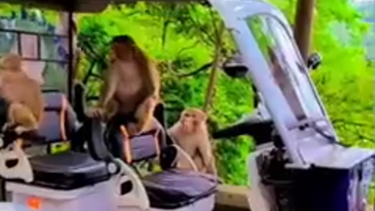 Animal funny video