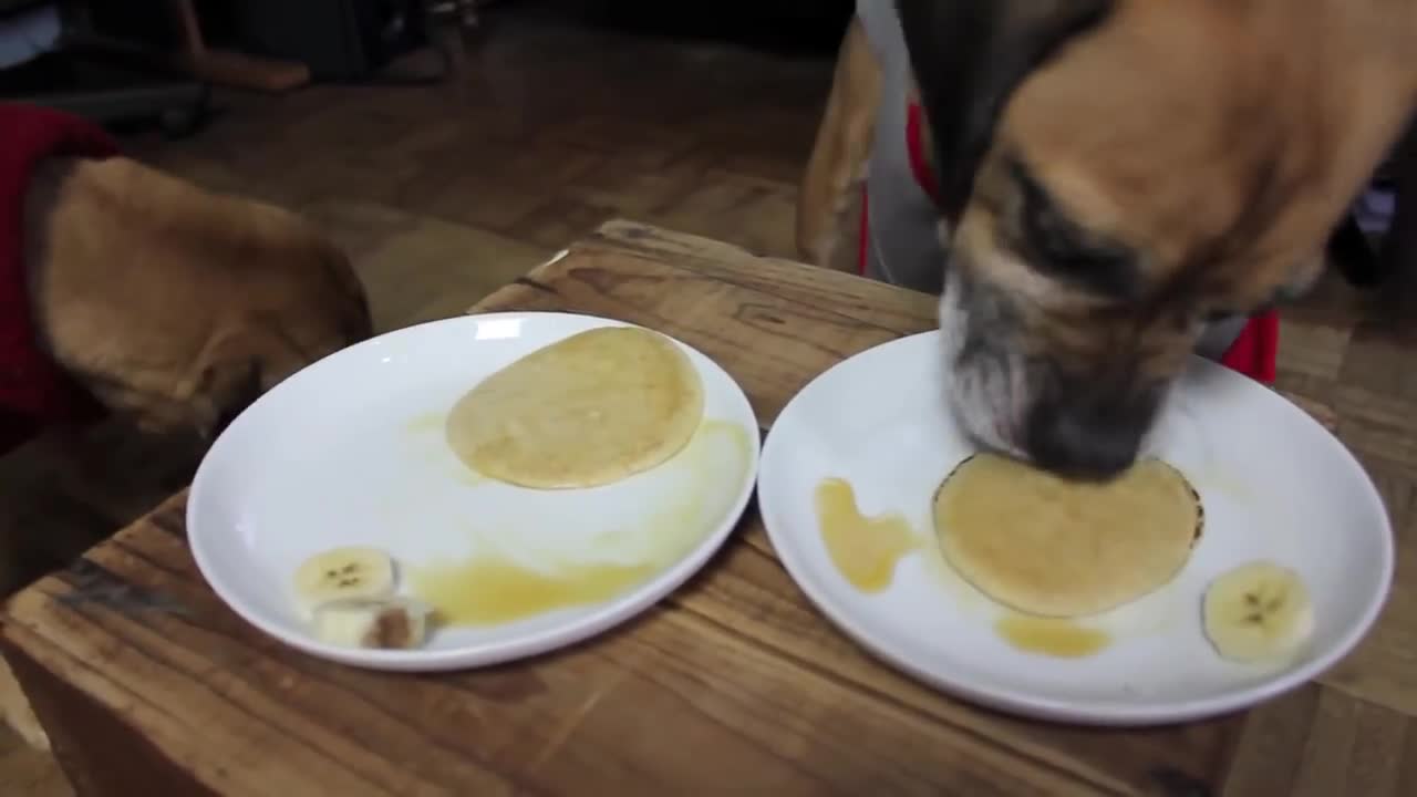 Dogs Eat Pancakes In less than 20 seconds