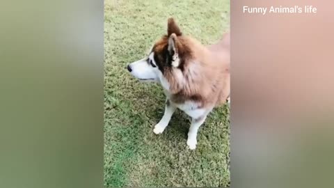 Try not to laugh