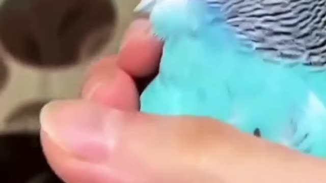animal rights