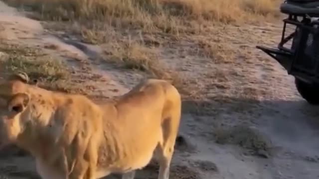 Wild animals zero distance from lions