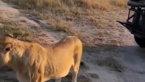 Wild animals zero distance from lions