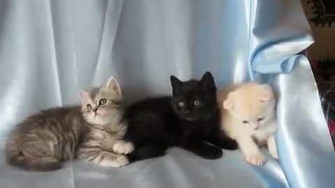 Cute kittens