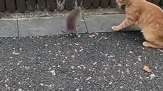 Small animals also have a funny moment
