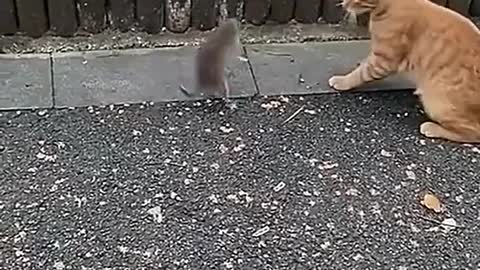 Small animals also have a funny moment