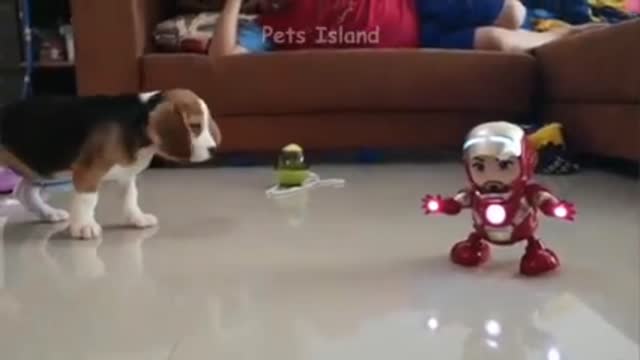 Angry dog doesn't get along with his toy
