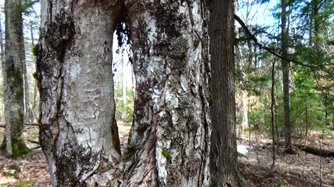 Terrific Trees