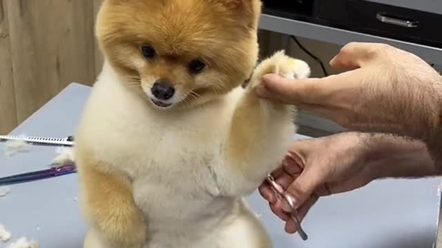 how cute is this doguinho, when shaving