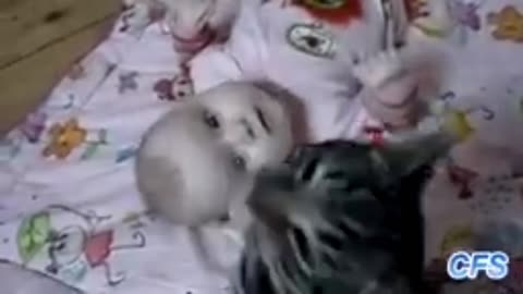 Funny clips video 2023 cats pets animals funny video