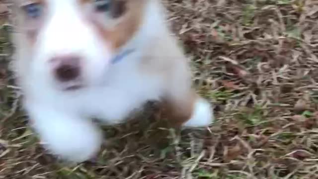 Painfully adorable puppy Aussie JuanCarlos playing in the grass