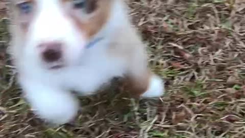 Painfully adorable puppy Aussie JuanCarlos playing in the grass