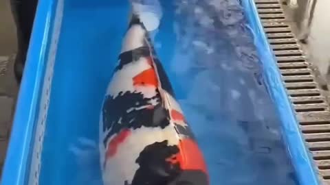 Giant Koi Fish