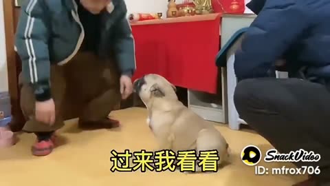 Funny dog