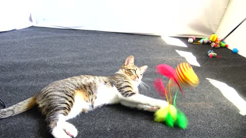 Cute Kitten Plays with Candy Toy