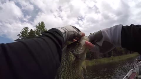 GIANT Black CRAPPIE Catch & Cook