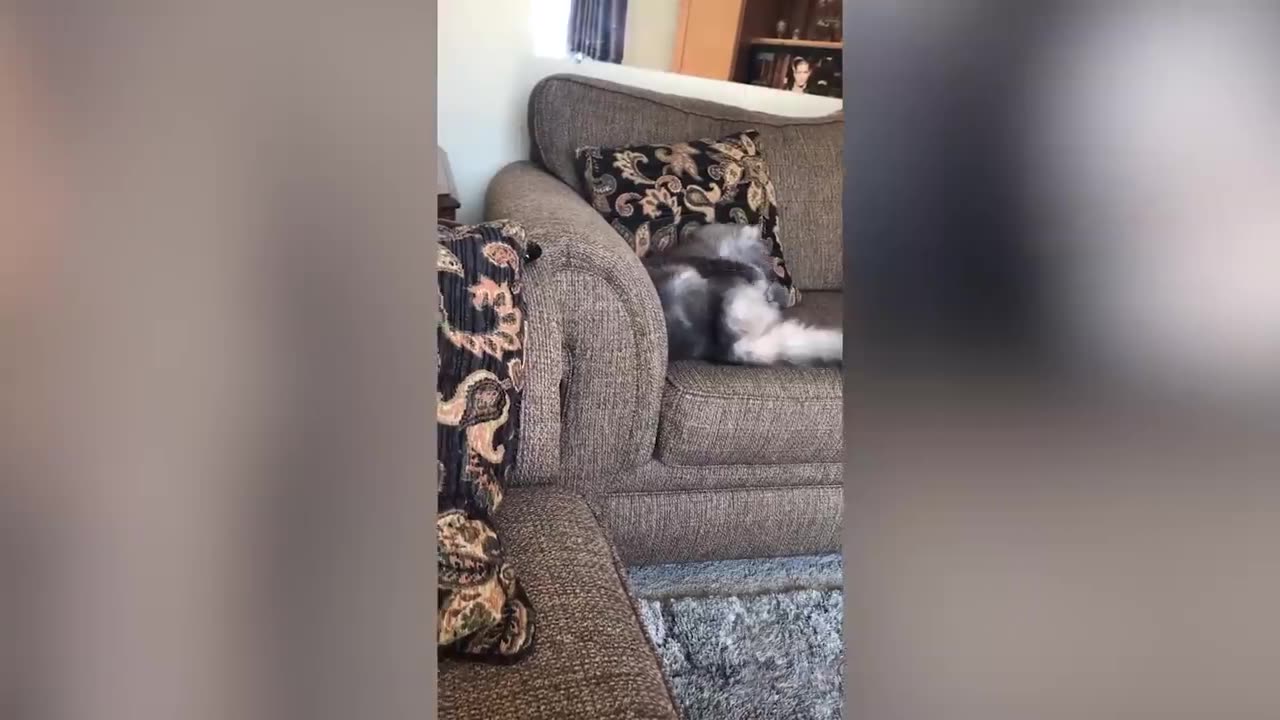 Funny Cat 🐈 moments - Try not to LAUGH