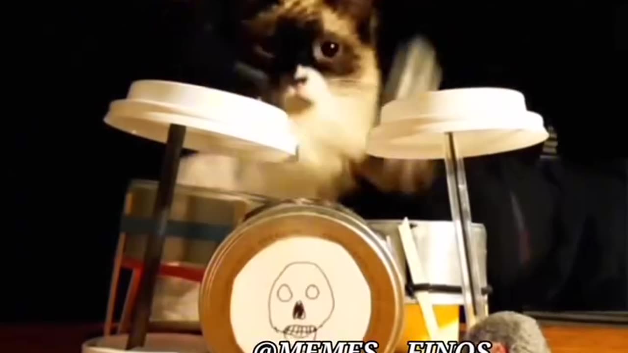 Funny pets Remix