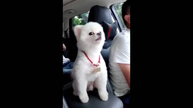 Cute Baby Animals