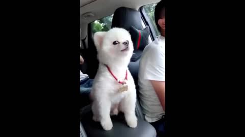 Cute Baby Animals