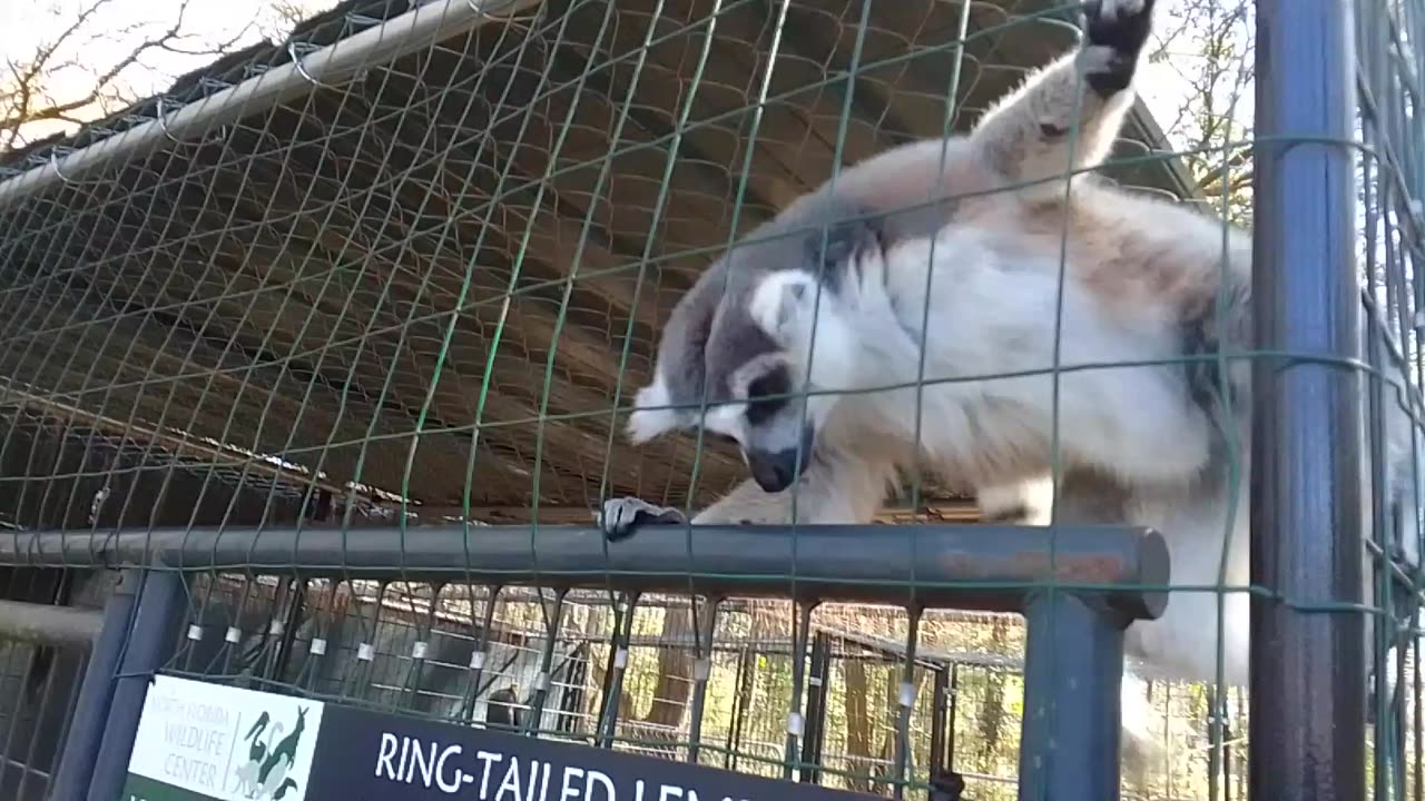 Ring-Tailed Lemur