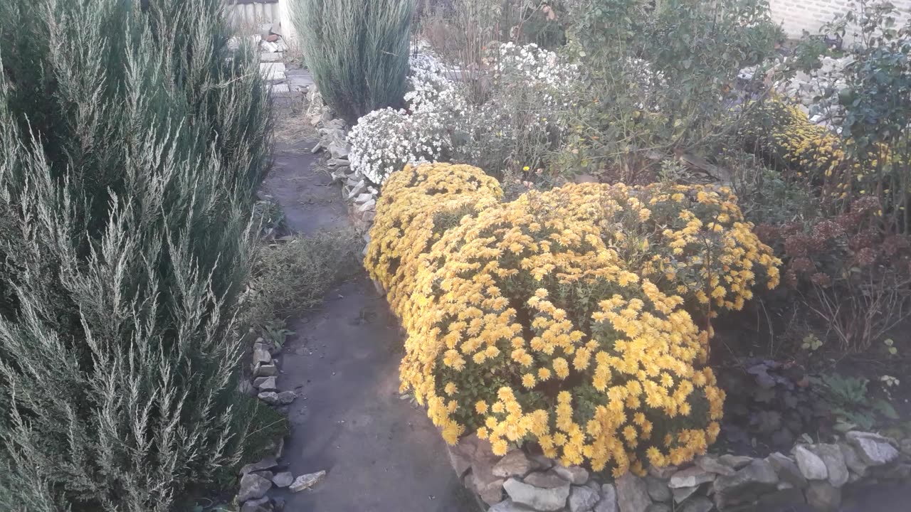 Autumn garden