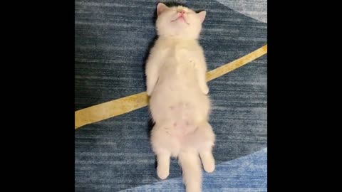 Best animals 2. Funny moments. Best of 2022!