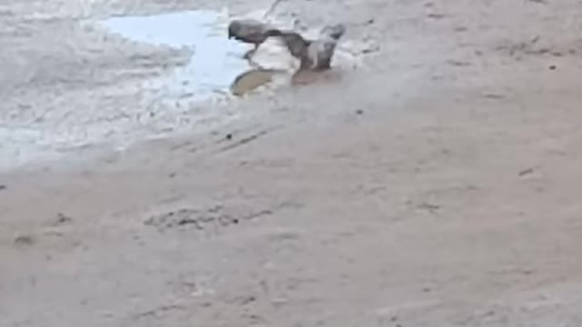 House sparrow taking a bath in the water