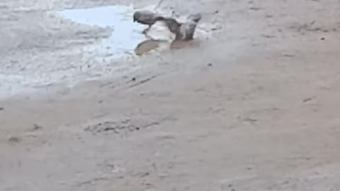 House sparrow taking a bath in the water