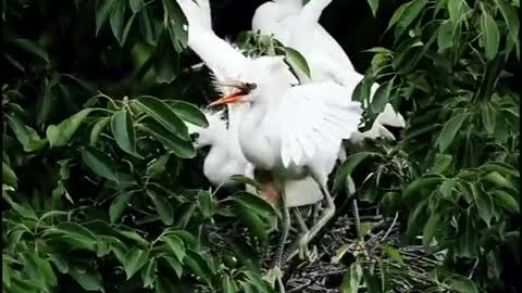 egrets