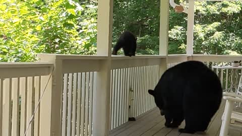 Bear Simone & cubs get lucky this time