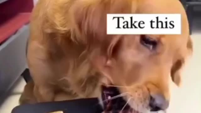 Woofer Knows What's Best For Him....
