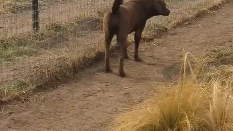 Dog and lion frendship