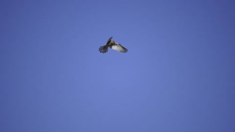 Sky Buzzard Flight Wing Bird Raptor Animal