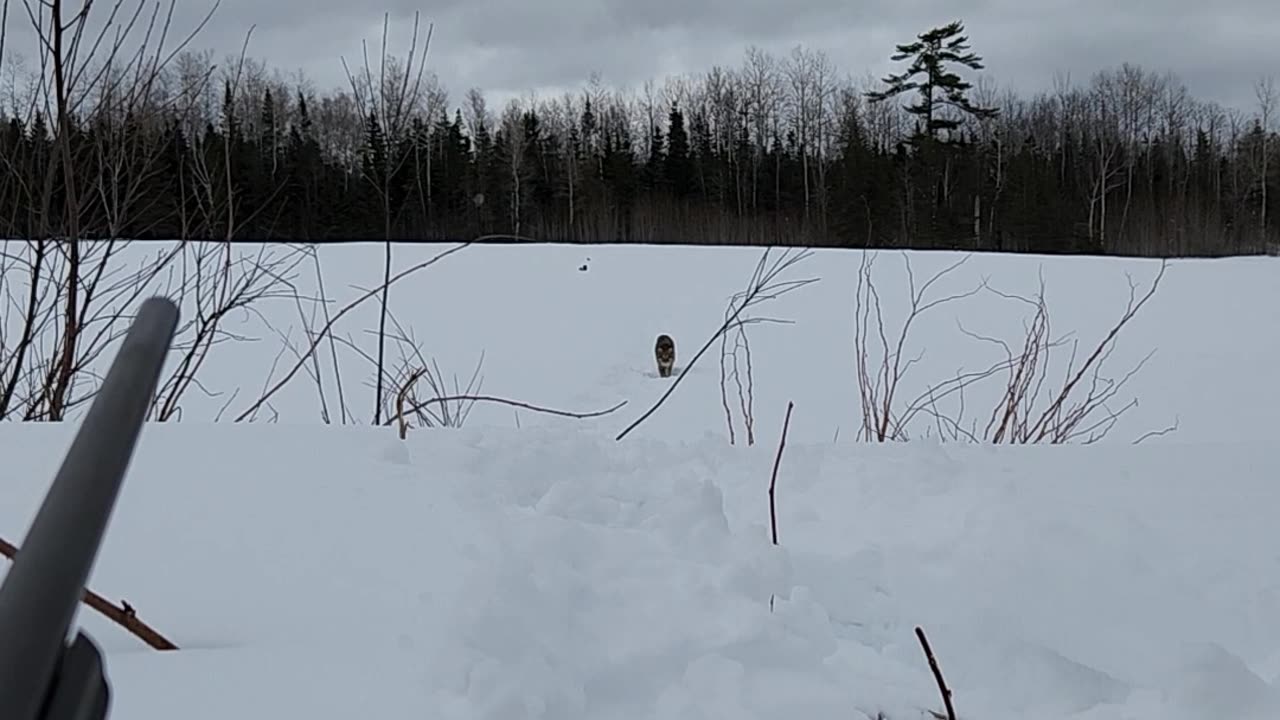 Close Encounter With a Young Bobcat