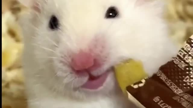 Funnyhamsterreaction#cutehamster#hamster#hamstershorts#shorts#funnypets#hamsters#pets