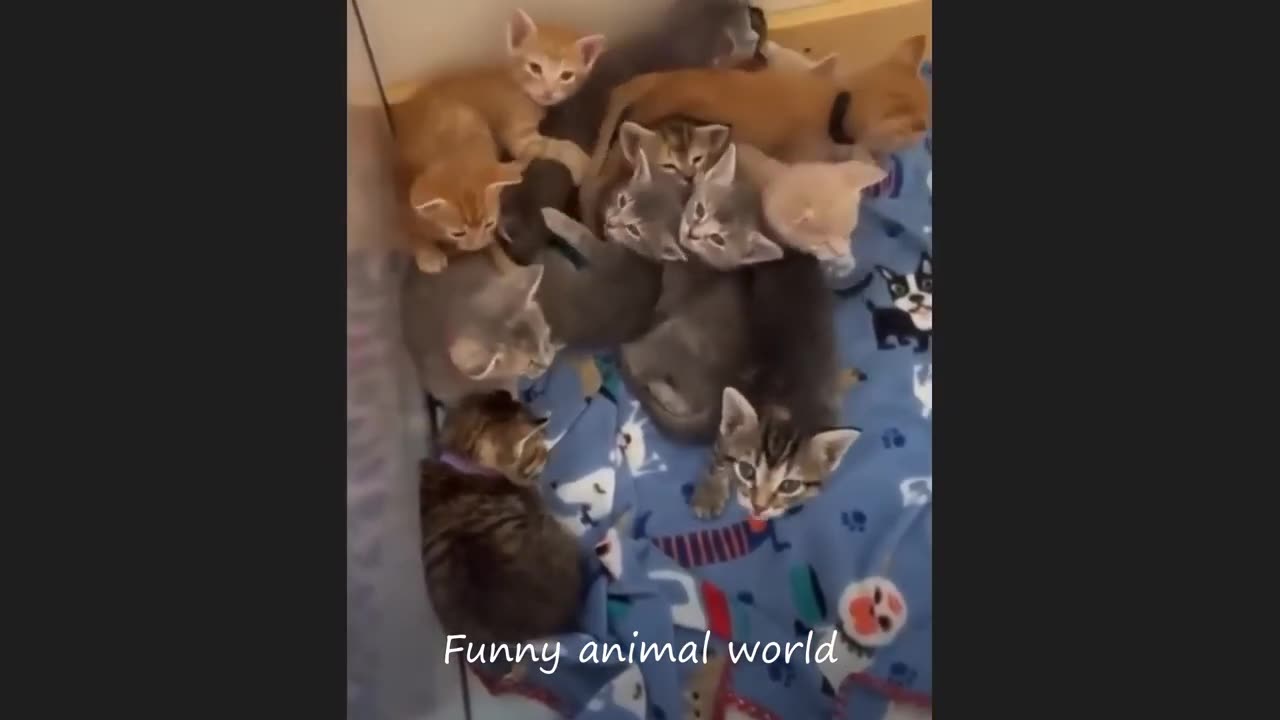 Funny cat video