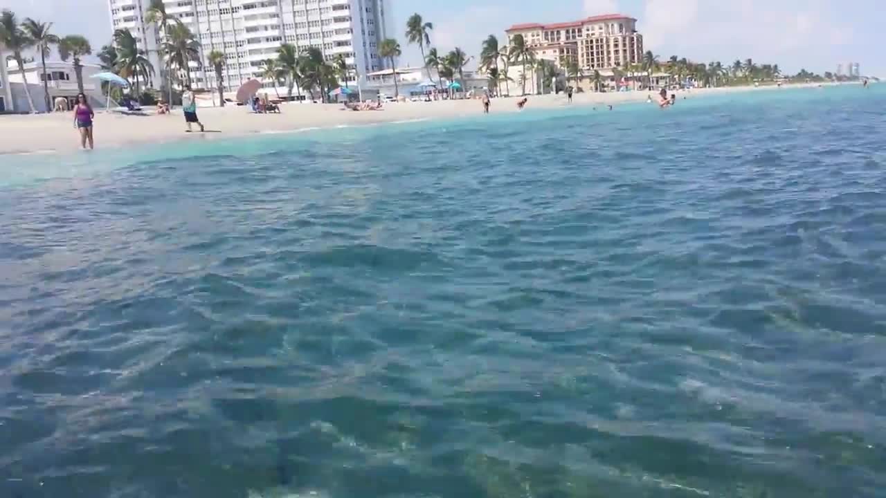 HUGE school of mullet - Hollywood, FL