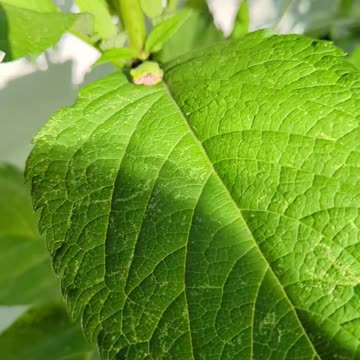 The Coolest Little Tree Frog