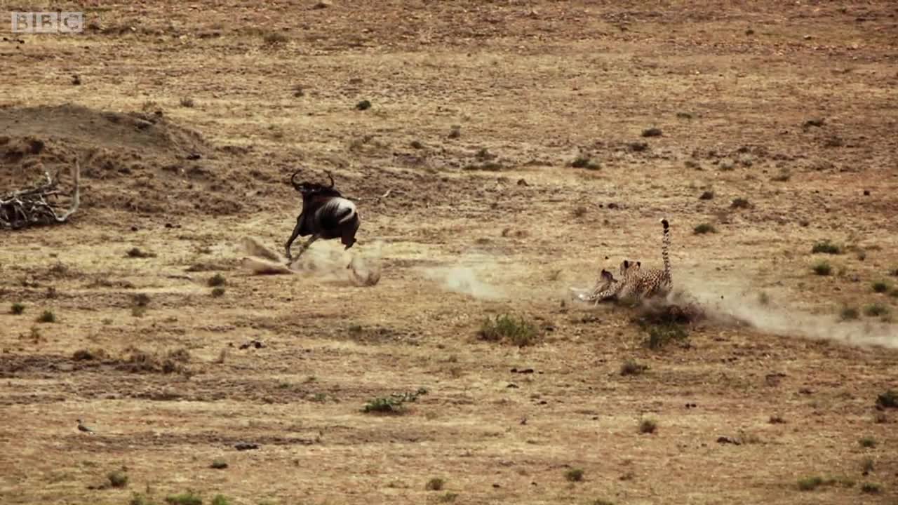 Cheetah chases wildebeest | The Hunt - BBC One